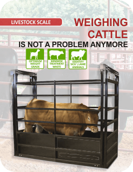 cattle weighing scale