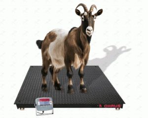 Livestock Scales-image