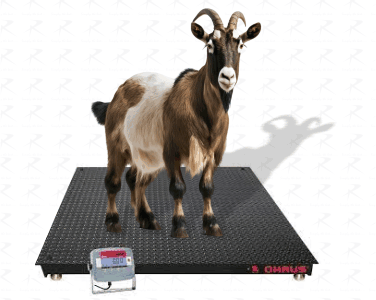 https://reliableglobal.com/wp-content/uploads/livestock-weighing-scale.gif